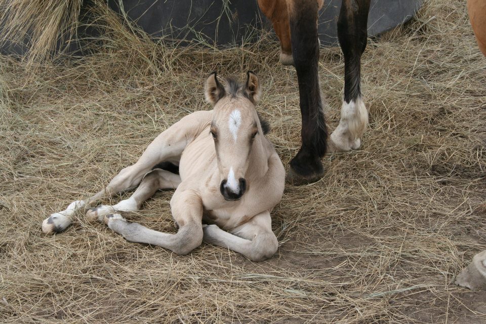 Buckskin filly by Irish Pay